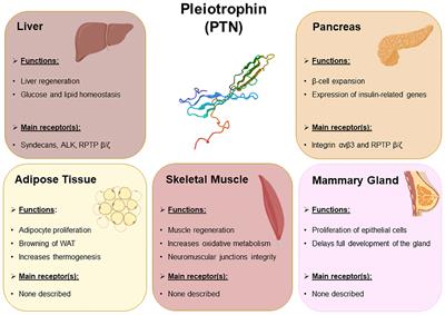 Pleiotrophin and metabolic disorders: insights into its role in metabolism